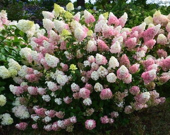 Strawberry Sundae Hydrangea Plants