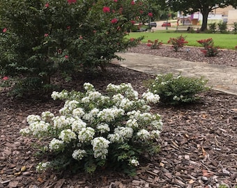 White Blaze Crape Myrtle Plants