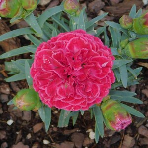 Raspberry Ruffles Dianthus Plants - Etsy