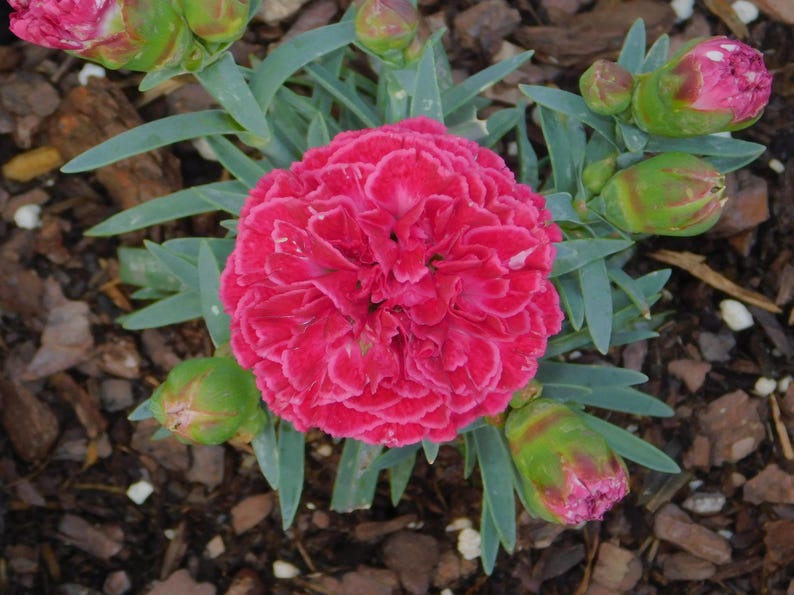 Raspberry Ruffles Dianthus Plants - Etsy