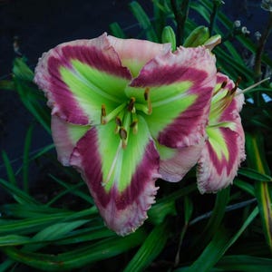 May include: A daylily flower featuring large, ruffled petals with a vibrant lime green center that transitions into a deep magenta eye zone and soft pink edges. The bloom displays prominent brown stamens and is surrounded by long green leaves.