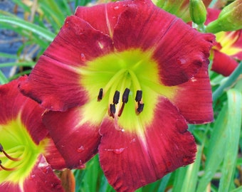 Daylily Plant - 122