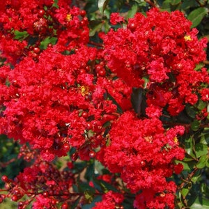Red Rooster Crape Myrtle Plants - Etsy