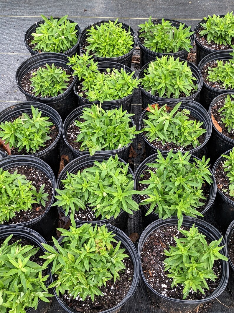 Grape Crush Aster Plants Etsy