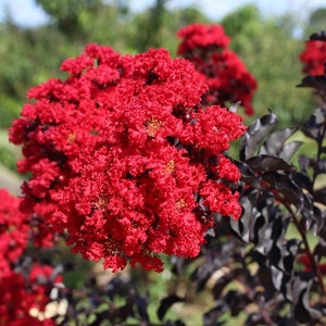 Ebony Flame Black Diamond Crape Myrtle Plants | Etsy