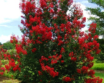 Red Rocket Crepe Myrtle Plants