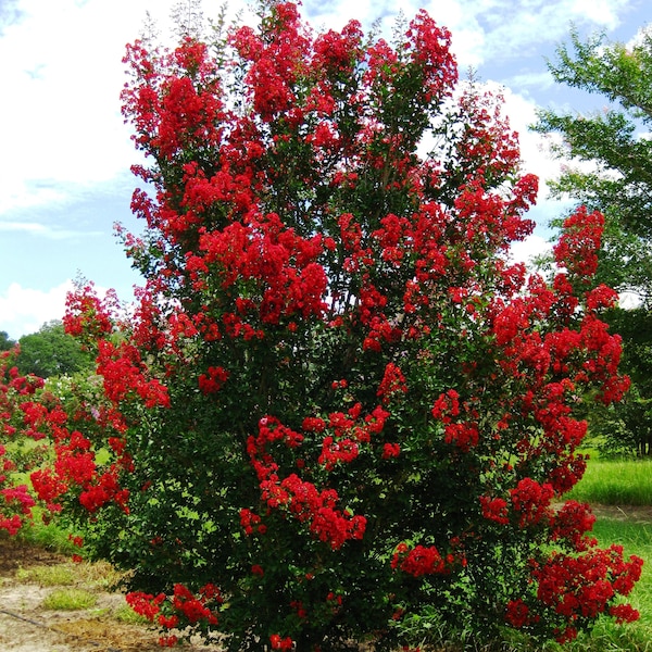 Red Rocket Crepe Myrtle Plants