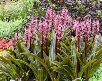 Eucomis, Pineapple Lily, Purple Reign Plants