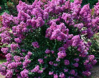 Purple Splendor Crape Myrtle Plant