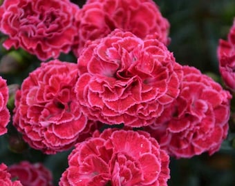 Raspberry Ruffles Dianthus Plants