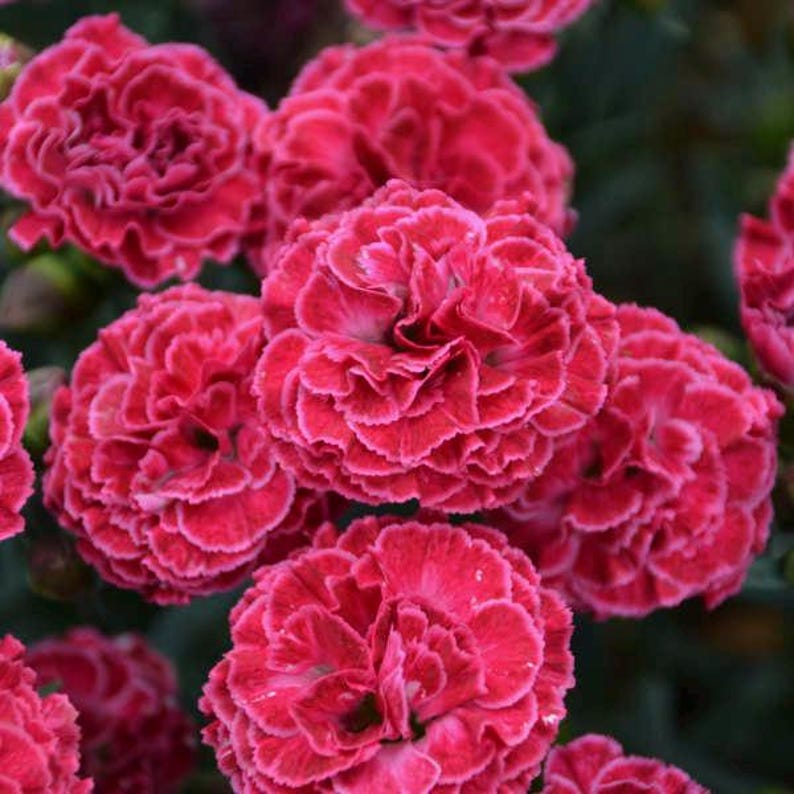 Raspberry Ruffles Dianthus Plants - Etsy