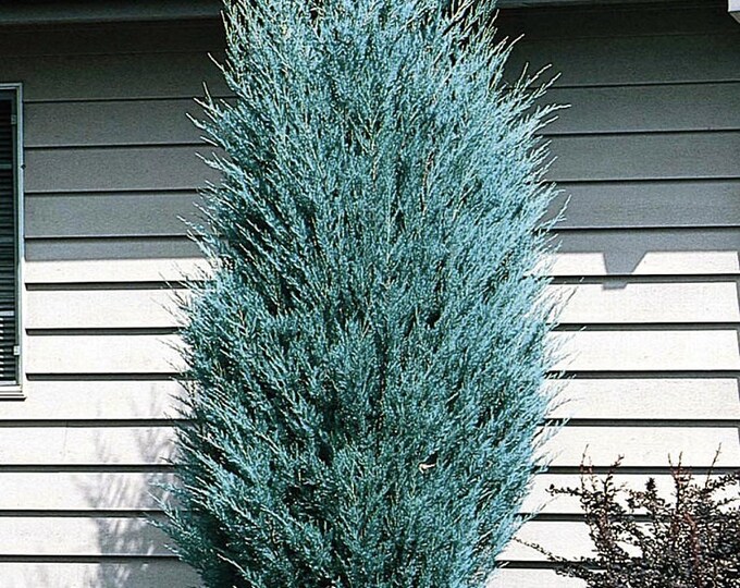 Moonglow Juniper Plant Etsy