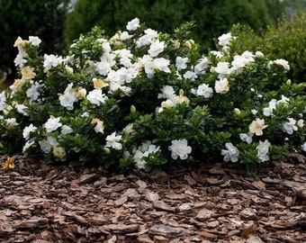 Gardenia augusta 'Radicans' Plant