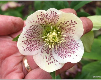 Assorted Lenton Rose Seedlings