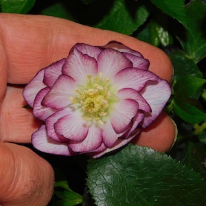 Blushing Bridesmaid Lenton Rose Plant