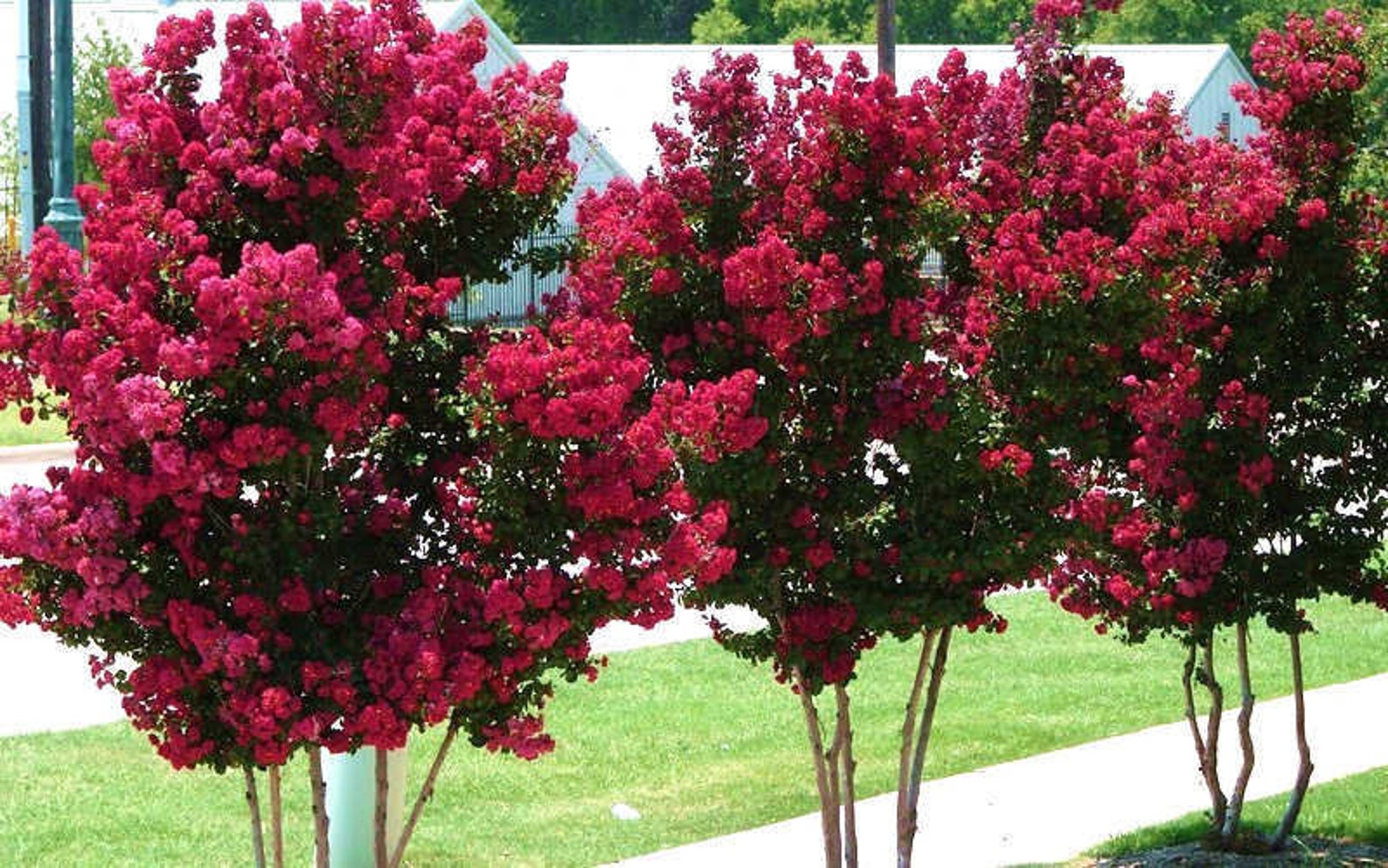 Ebony rose crape myrtle