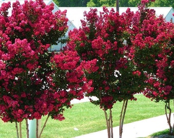 Tonto Crape Myrtle Plant