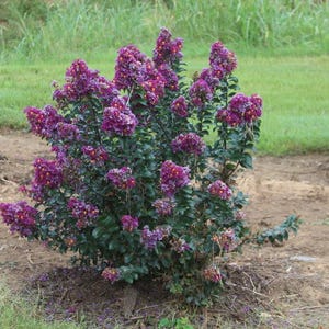 Plum Magic Crepe Myrtle Plant