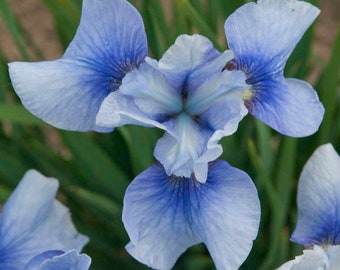 Sky Mirror Iris Plantas - Etsy México Sky Mirror Iris Plantas - Etsy México