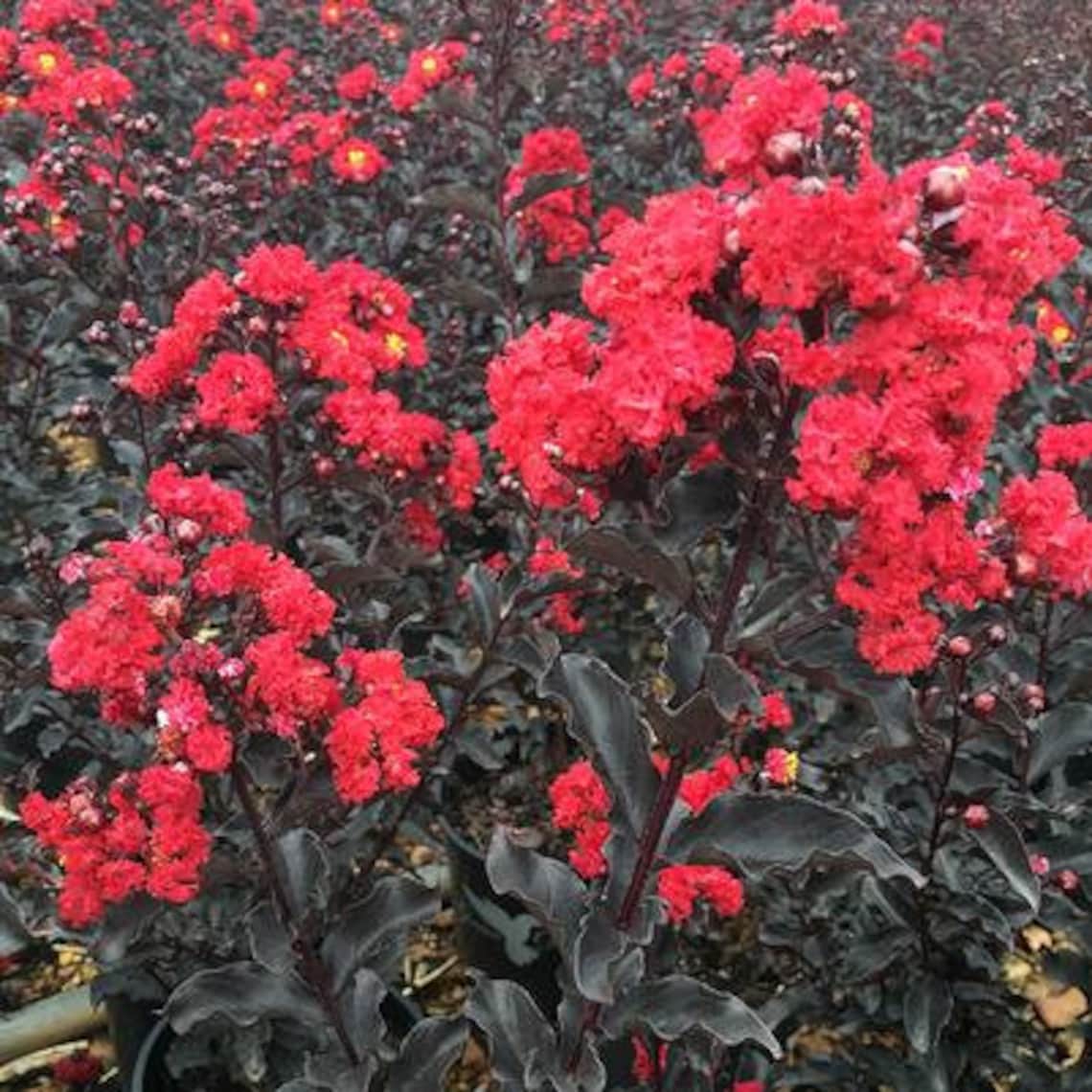 Ebony Flame Black Diamond Crape Myrtle Plants Etsy.