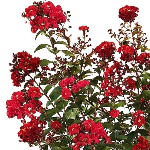 Colorama Scarlet Crape Myrtle Plants