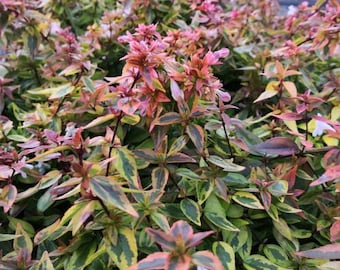 Glossy Abelia 'Kaleidoscope' Plant