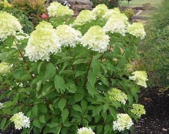 Hydrangea 'Phantom' Plants