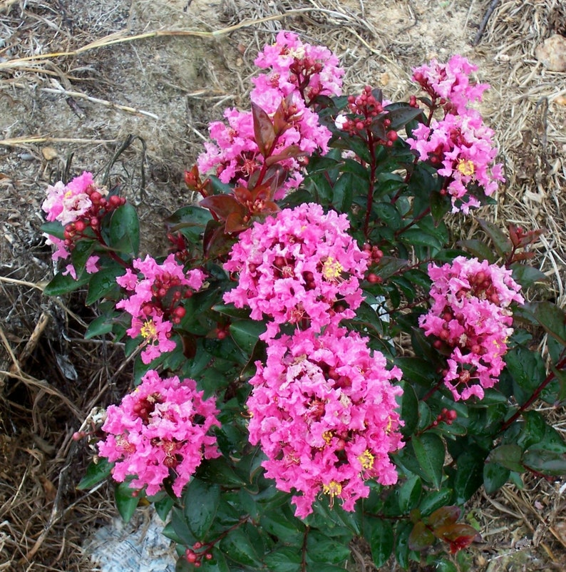 Crape Myrtle CM2