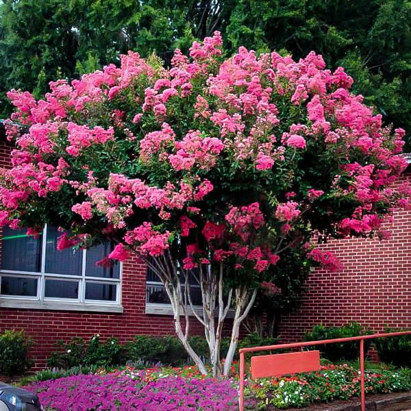 Pink Velour Crape Myrtle Plant