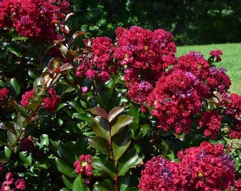 Raspberry Preserves Crepe Myrtle Plant