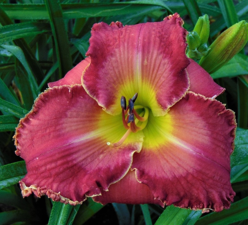 Daylily Plant Eternal Warrior image 1