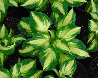 Hosta Plant - Vulcan