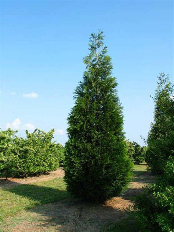 Green Splendor Arborvitae Etsy