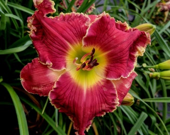 Daylily Plant - 20114