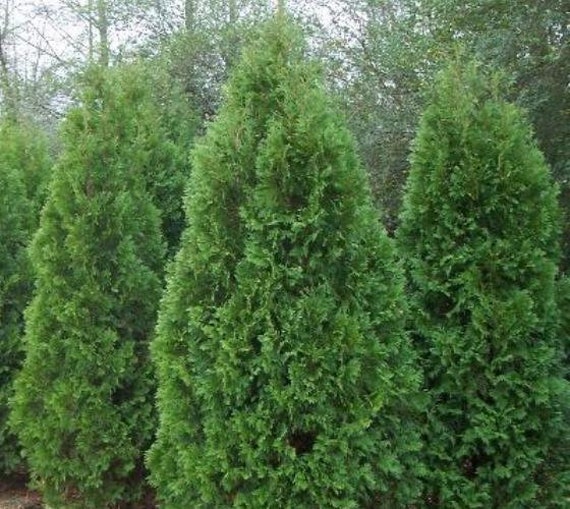 TWENTY plants Blue Cone Arborvitae TWENTY plants Blue Cone Arborvitae