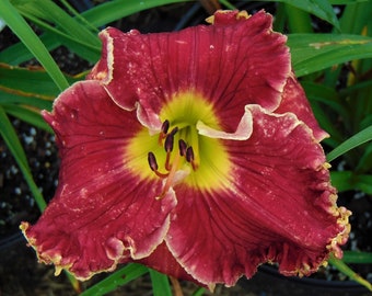 Daylily Plant - 2006