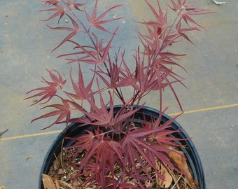 Japanese Maple 'Pung Kil' Plant