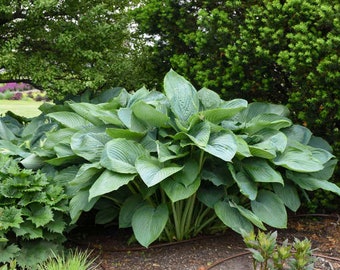 Hosta Plant - Empress Wu