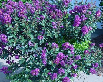 Purple Sensation Crape Myrtle Plants