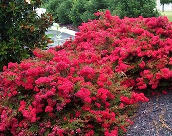 Red Gnome Crape Myrtle Plants