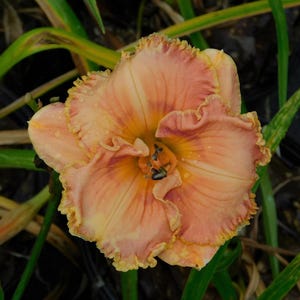 Daylily Plant - 21.13