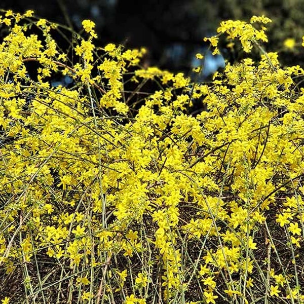 Winter Jasmine Plants - Jasminum nudiflorum