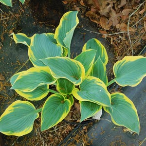 Hosta Plant - First Frost