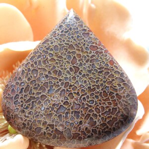 Natural  Smooth Dinosaur Bone Drop 45x46mm