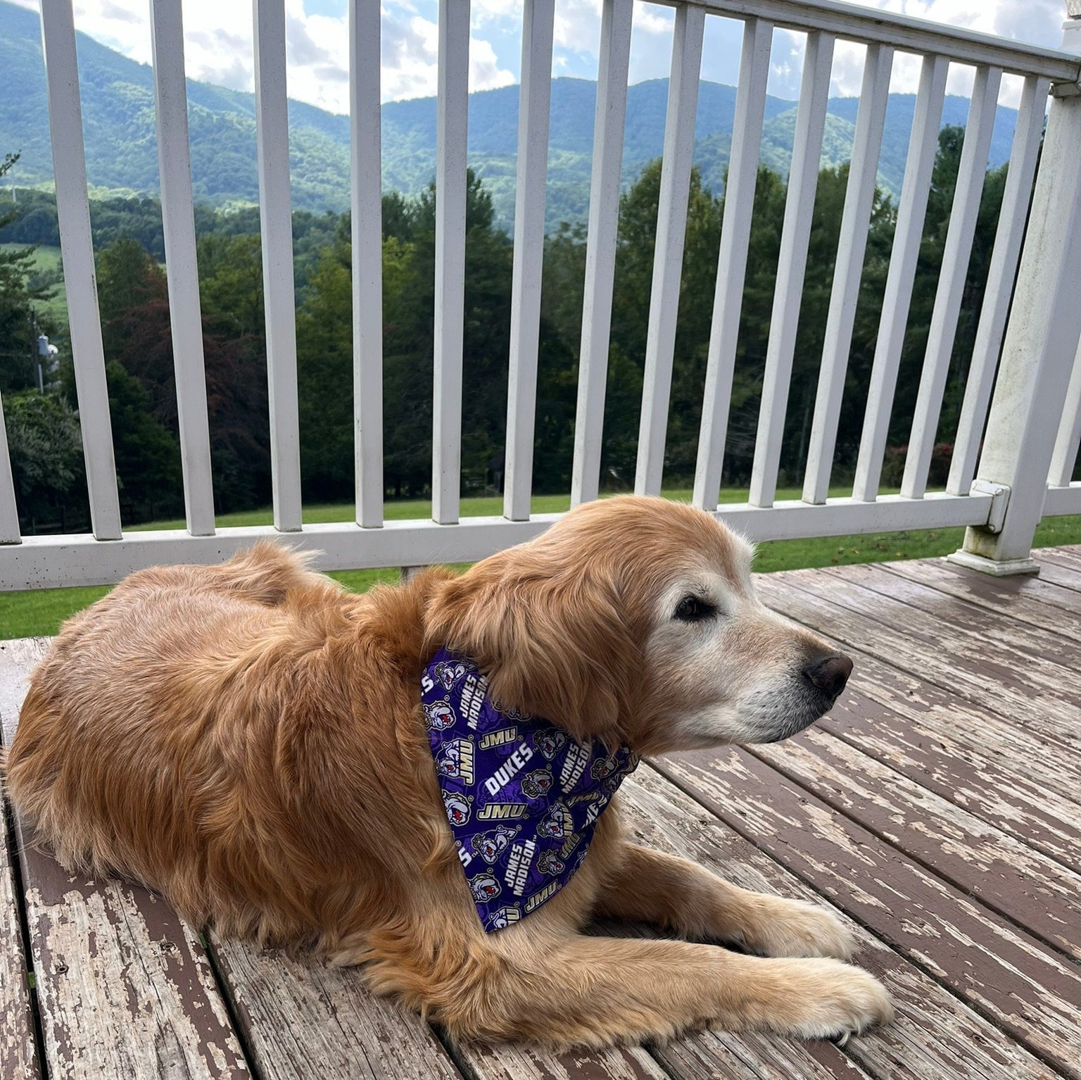 Jmu Dog Etsy