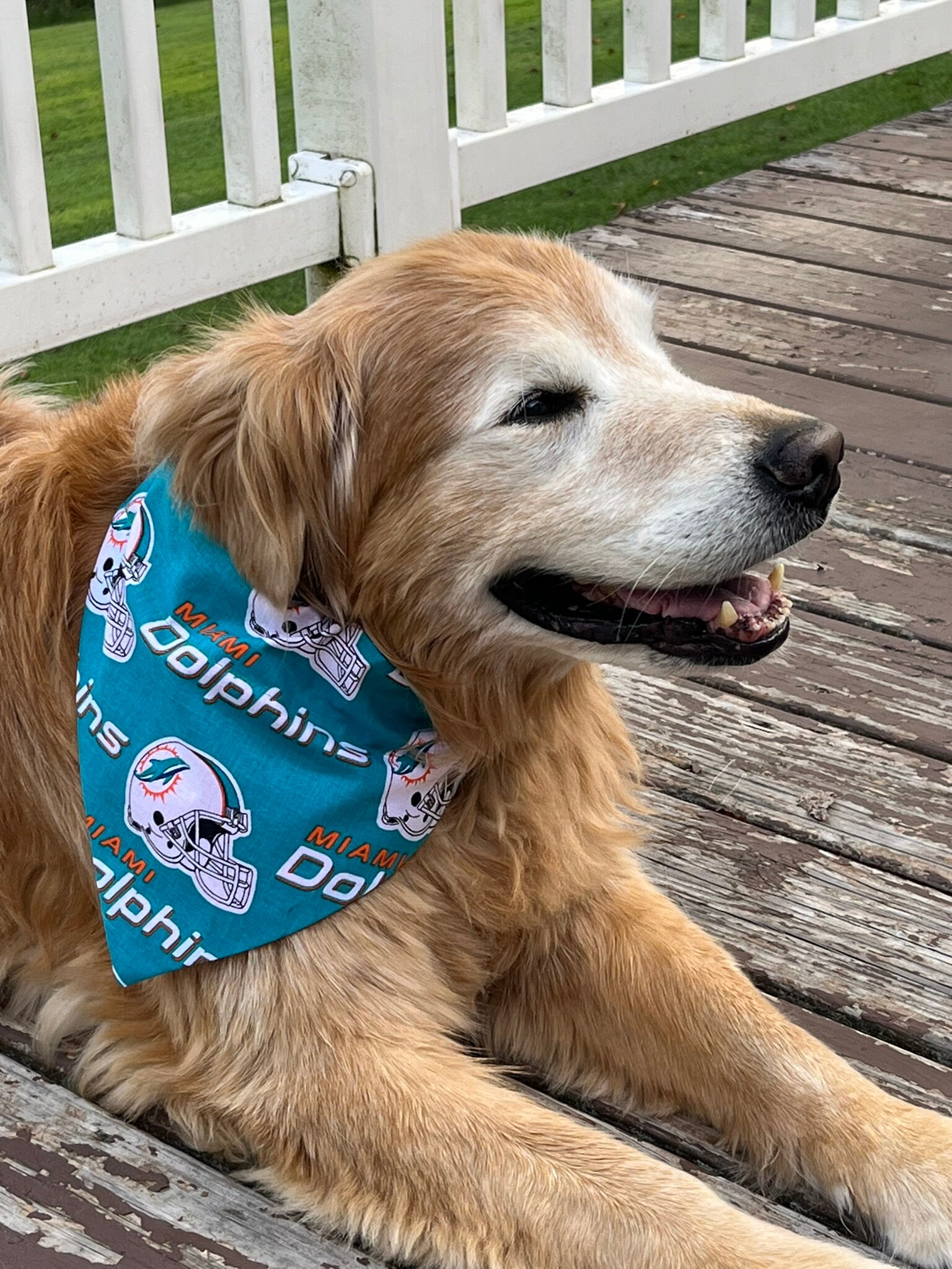 Miami Dolphins Dog Etsy