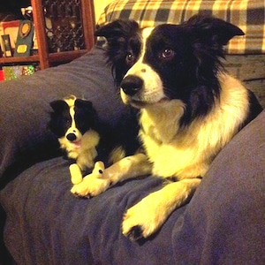 Könnte beinhalten: Ein schwarz-weißer Border Collie sitzt auf einem blauen Sofa mit einem kleineren schwarz-weißen Stoffhund in seinem Schoß.