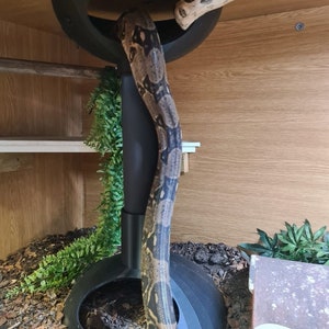 May include: A black snake is wrapped around a black plastic snake perch. The perch has a round top and a wide base. The snake is in a terrarium with a wooden background and green plants.
