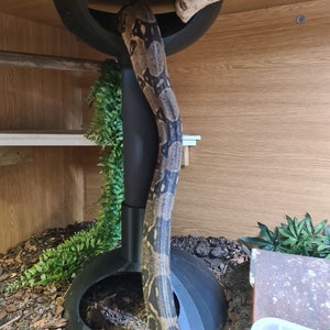 16" 400mm high Roof/Floor hide 280mm diameter 85mm Deep with large entrance hole for you Python/young boas