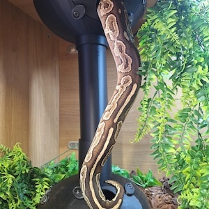 Peut inclure: Un serpent python royal brun et beige émerge d'un enclos noir. La peau à motifs du serpent contraste avec la structure sombre. Un feuillage vert entoure l'enclos, ajoutant une touche naturelle.